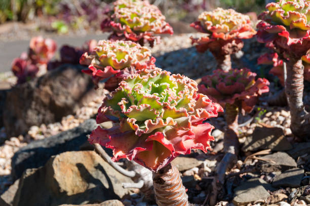 istock Ruffled echeveria or lettuce succulent decorative plant 1144444363