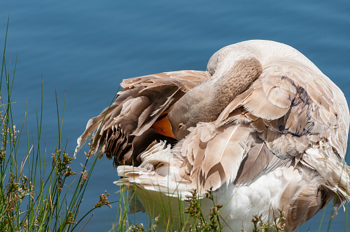 A Trumpeter swan on southern Vancouver Island.