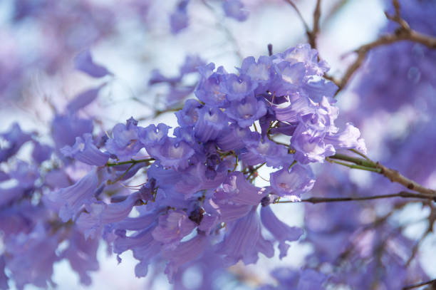 istock Delicate purple floral background of blooming jacaranda tree 1144444383