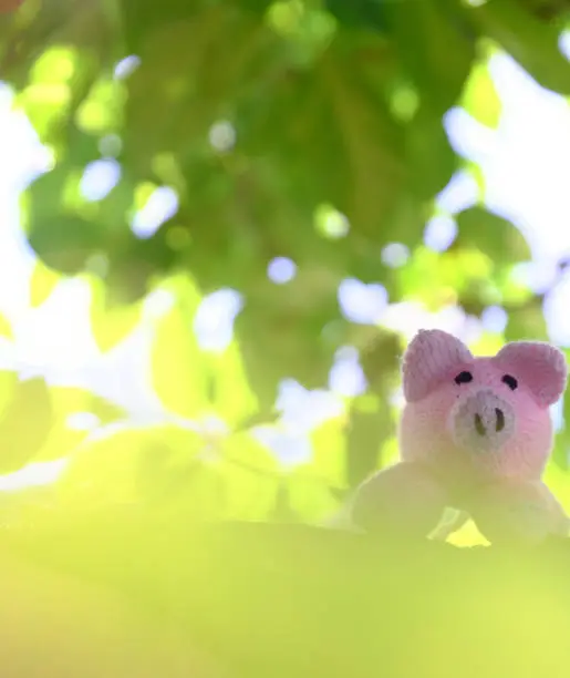 Amazing funny scene with handmade pink pig stand under green tree canopy, close up shot of knitted piggy with blur background of fig trees on day