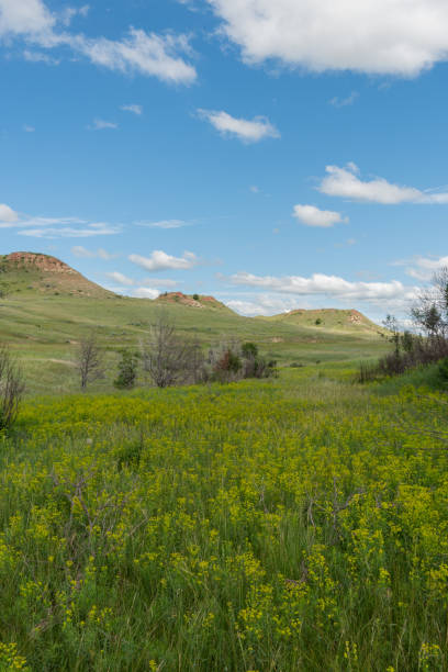 istock Low Angle of Flowers On The Prarie 1144446579