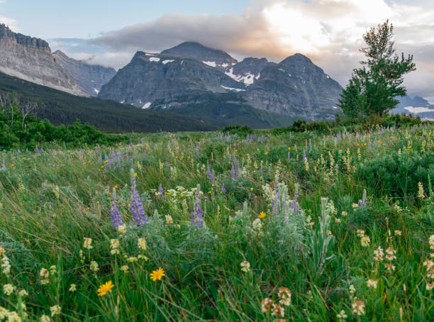 lupine e wildflowers no campo na frente das montanhas - montana mountain lupine meadow - fotografias e filmes do acervo