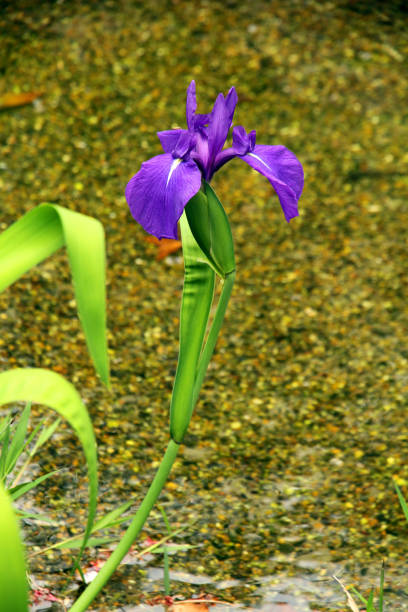istock Green and Purple 1144448766