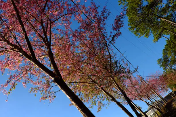 Beautiful scenery from  travel destination at Da Lat, Viet Nam in spring,  row of sakura blossom tree on small street under blue sky at morning, cherry blossom flower in pink make wonderful landscape