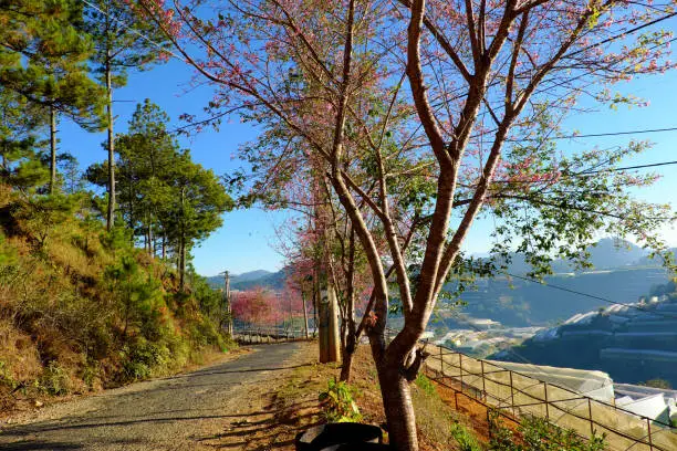 Beautiful scenery from  travel destination at Da Lat, Viet Nam in spring,  row of sakura blossom tree on small street under blue sky at morning, cherry blossom flower in pink make wonderful landscape