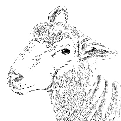 Sheep Vector Illustration in Engraving Style
