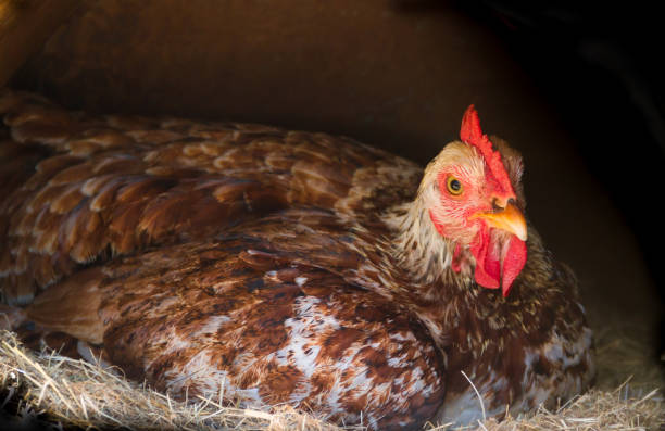 istock broody hen brooding in the nest of the farm 1144450458