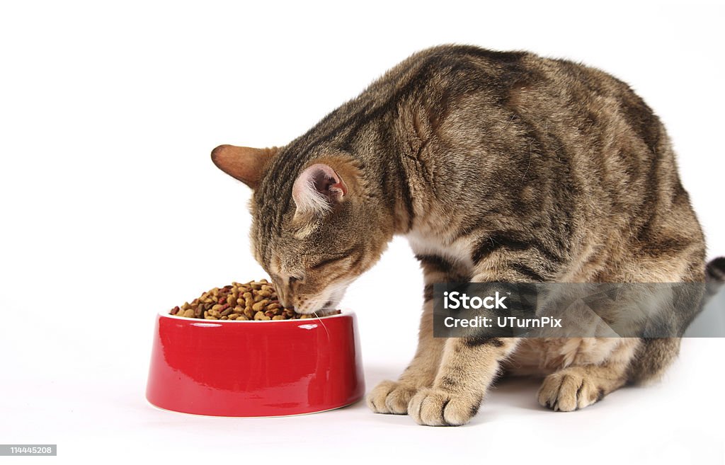 De Cat Nutrition - Foto de stock de Gato doméstico libre de derechos