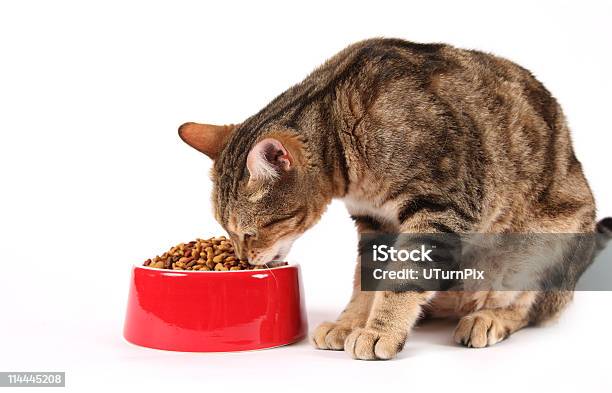 De Cat Nutrition Foto de stock y más banco de imágenes de Gato doméstico - Gato doméstico, Comer, Comida para gatos