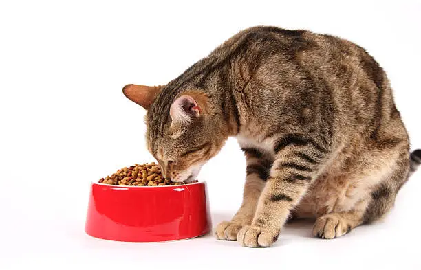 Photo of Cat Nutrition
