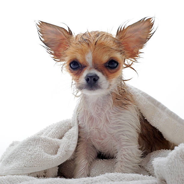 istock wet puppy chihuahua 114445215