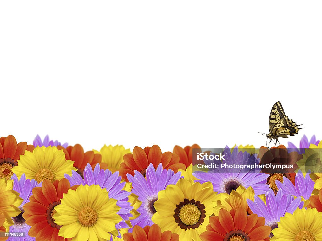 Fronteira de flor de primavera com borboletas XXL - Foto de stock de Figura para recortar royalty-free