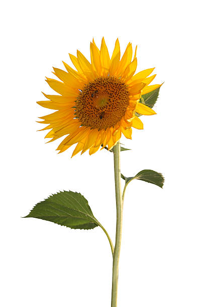 밝은 해바라기 - single flower sunflower daisy isolated 뉴스 사진 이미지