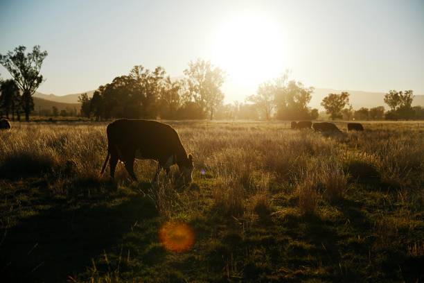 istock Herd of beef cattle at sunrise in the field 1144453438