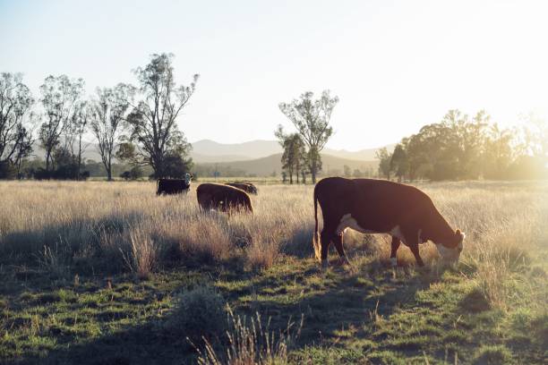 野原の日の出の牛の群れ - grass fed ストックフォトと画像