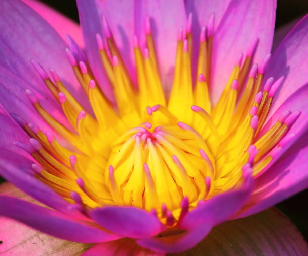 istock beautiful single blooming purple lotus 1144453459