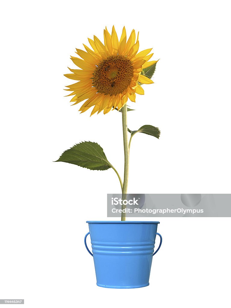 Beautiful sunflower  Beauty Stock Photo