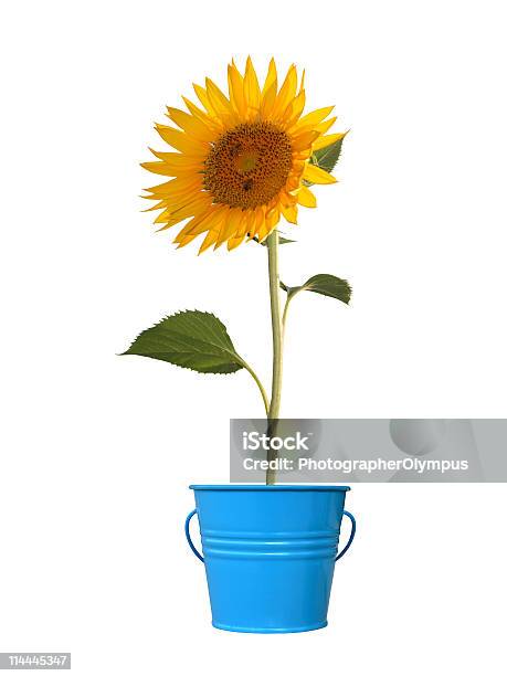 Beautiful Sunflower Stock Photo - Download Image Now - Beauty, Chrysanthemum, Color Image