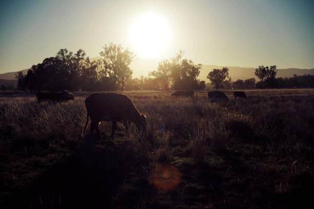 istock Herd of beef cattle at sunrise in the field 1144453492