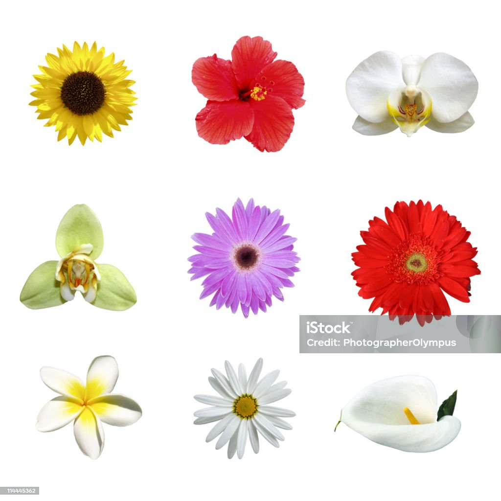 Nueve Diferentes Flores Tropicales Xxxl Foto de stock y más banco de imágenes de Plumeria - Plumeria, Flor, Hibisco - iStock Nueve Diferentes Flores Tropicales Xxxl Foto de stock y más banco de imágenes de Plumeria - Plumeria, Flor, Hibisco - iStock