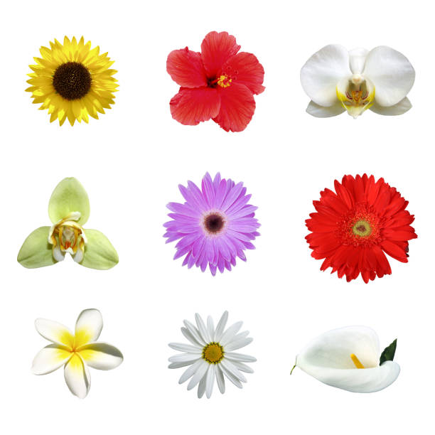 istock Nine different tropical flowers XXXL 114445362