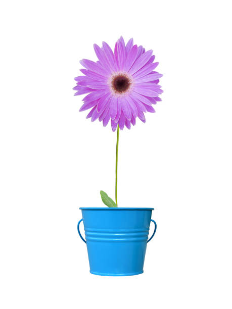 istock Purple gerbera in pot XL 114445365