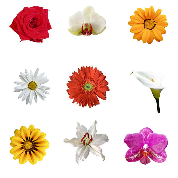 nueve flores tropicales xxxl - flower single flower orange gerbera daisy fotografías e imágenes de stock