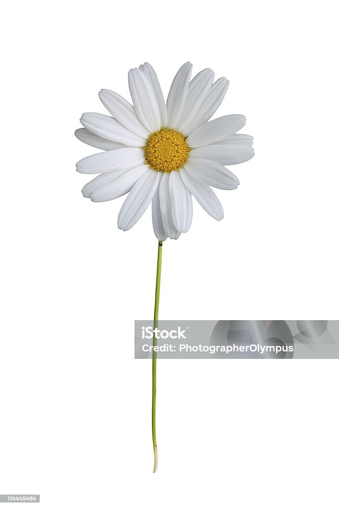 Branco Margarida - Royalty-free Amarelo Foto de stock