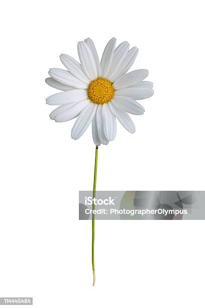 Branco Margarida - Fotografias de stock e mais imagens de Amarelo - Amarelo, Argyranthemum, Beleza