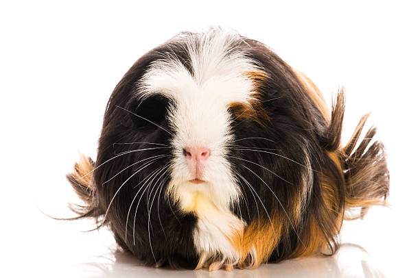 istock guinea pig isolated on the white background 114445546