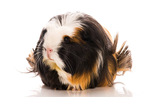 istock guinea pig isolated on the white background 114445552