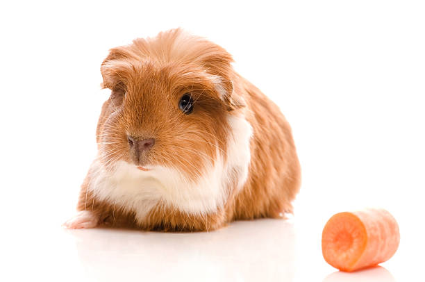 istock baby guinea pig 114445590