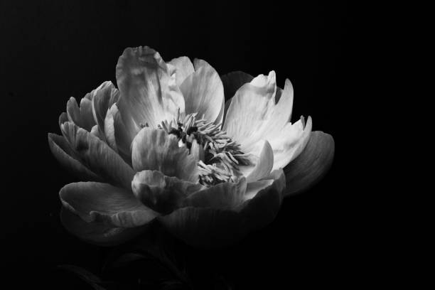 Black and White Floral Peony
