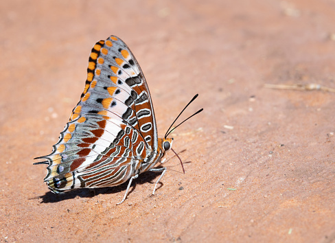 Charaxes jasius, the Two-Tailed Pasha or Foxy Emperor. Nikon D850. Converted from RAW.