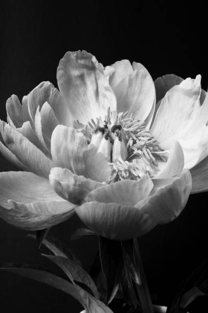 istock Black and White Floral Peony 1144456552