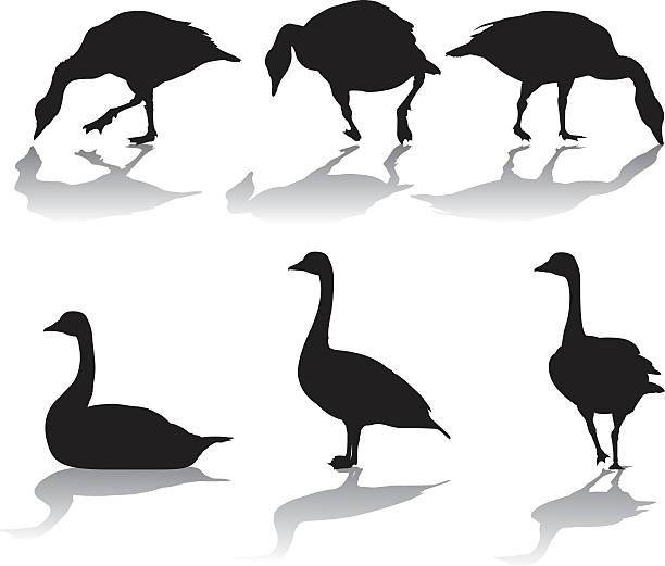 950+ Canada Goose Illustrations, Royalty-Free Vector Graphics & Clip