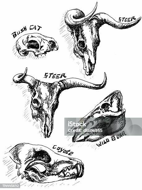 Hand Drawn Tier Totenköpfe Stock Vektor Art und mehr Bilder von Bulle - Männliches Tier - Bulle - Männliches Tier, Bleistiftzeichnung, ClipArt