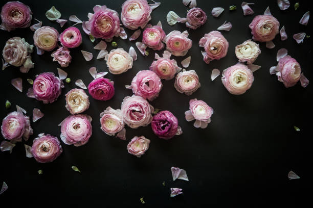 istock Conceptual Nature Ranunculus Flower Blossoms Flat Lay 1144457439