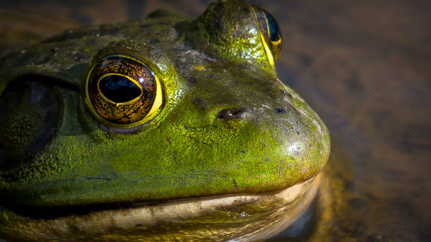 istock Bullfrog Bull frog in the pond 1144457522