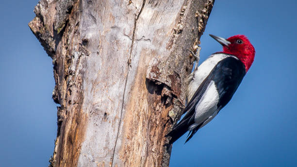 istock Red Headed Woodpecker in Huntley Meadows park in Virginia 1144457573