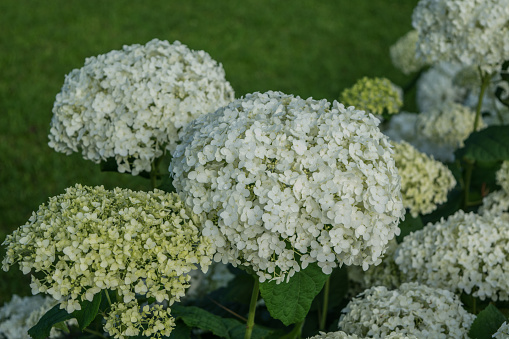 Hydrangea arborescens blooming in the summer
