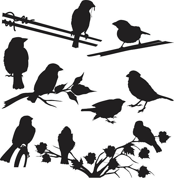 Sparrow Silhouettes Set Different Poses and Perches Sparrow silhouette set. Birds can be removed from the branches and wires. Each of the birds are in different poses.  Birds perching on electrical wires, tree branch and plants. Elements can be manipulated. song sparrow stock illustrations