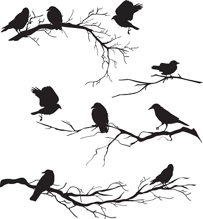 Crows perched on branches.