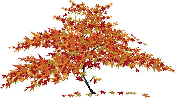 illustrazioni stock, clip art, cartoni animati e icone di tendenza di albero di acero giapponese - japanese maple