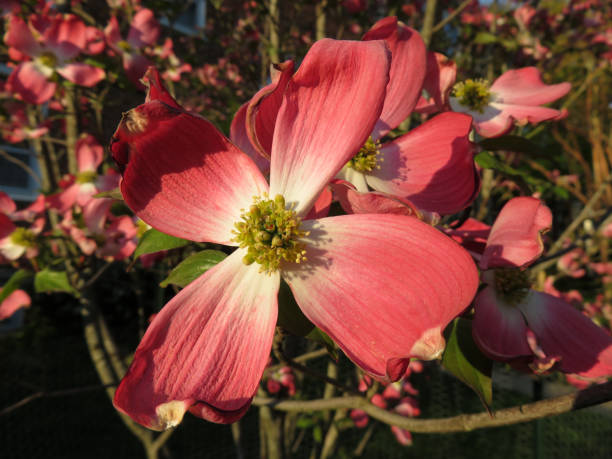 istock Pink Dogwood Blossom at Sunset 1144458938