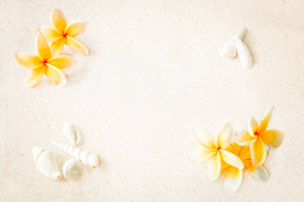 istock frangipani flowers on sand and shells summer tropical 1144459284