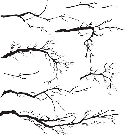 An Assortment of Bare Tree Isolated Branch Silhouettes. The branches are a vary of lengths and sizes.  Each branch can be moved and manipulated. Some of the tree branches are simple and some are very detailed. Black tree branch silhouettes.