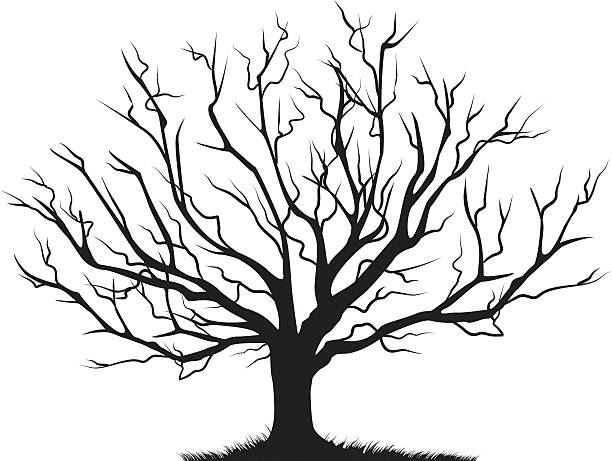 낙엽 겨울나무 엠티 지점 블랙 실루엣 - tree silhouette branch bare tree stock illustrations