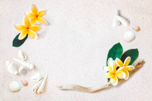 istock yellow frangipani flowers on the beach with drift wood and shells 1144459943