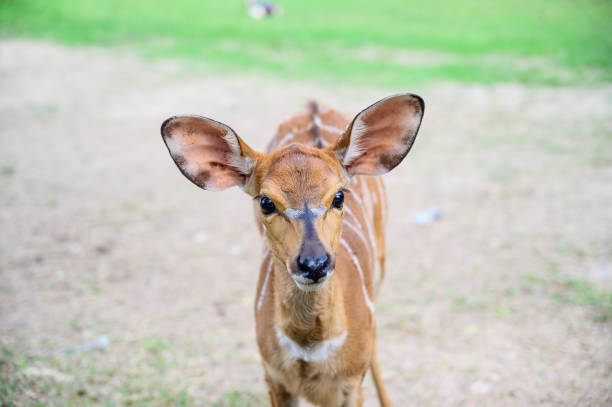 istock Close up deer at the national park. 1144460615